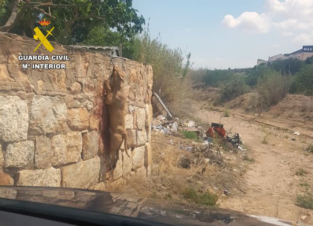 Investigan a un vecino de Fuente Álamo por delitos de abandono y maltrato animal