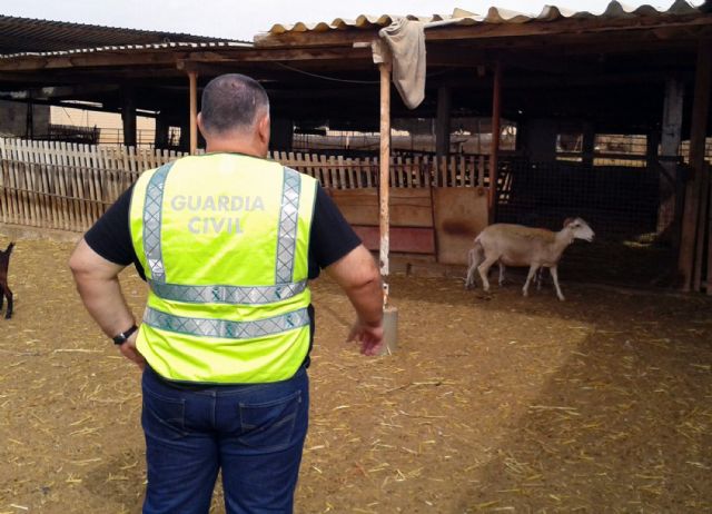 La Guardia Civil desmantela un 'clan familiar' dedicado a la sustracción de corderos en Fuente Álamo